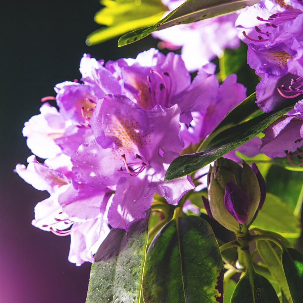 Rhododendron Hybrid Grandiflorum