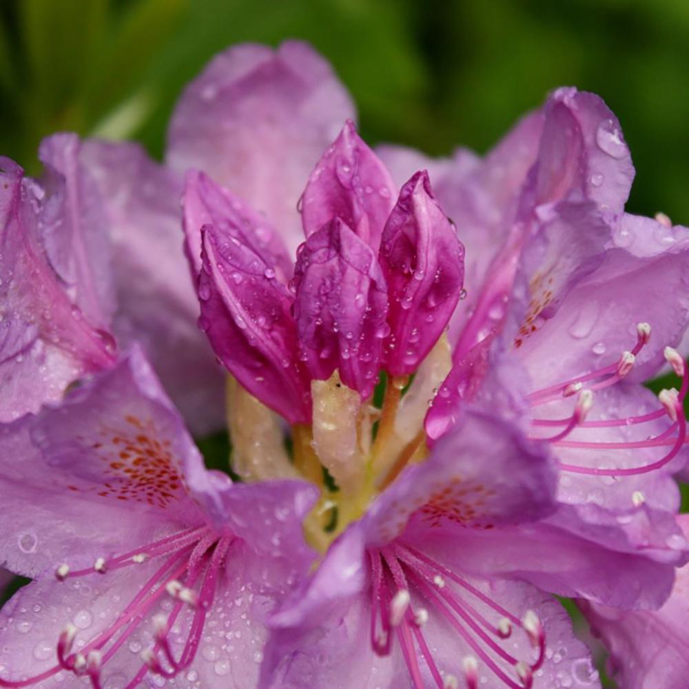 Rhododendron Hybrid Grandiflorum