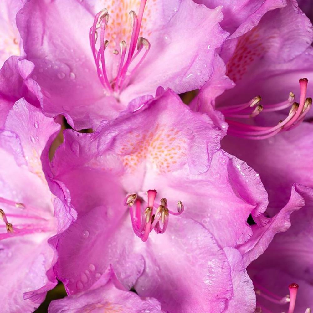 Rhododendron Hybrid Grandiflorum