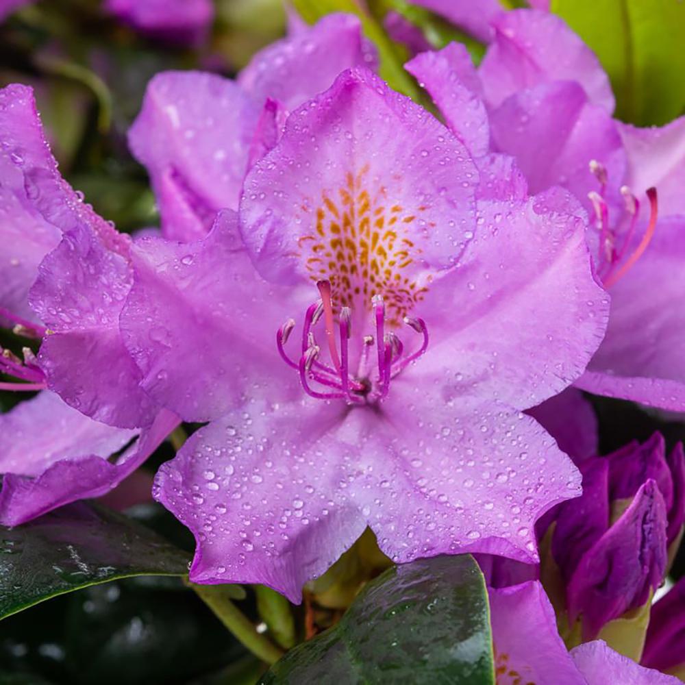 Rhododendron Hybrid Grandiflorum