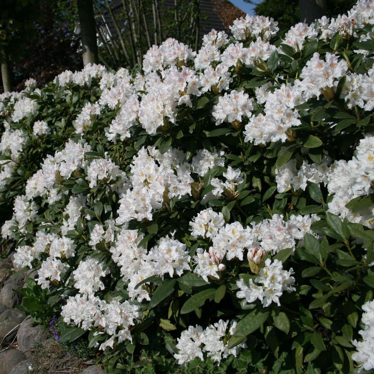 Azaleea japoneza (Rhododendron) Cunninghams White, cu flori albe
