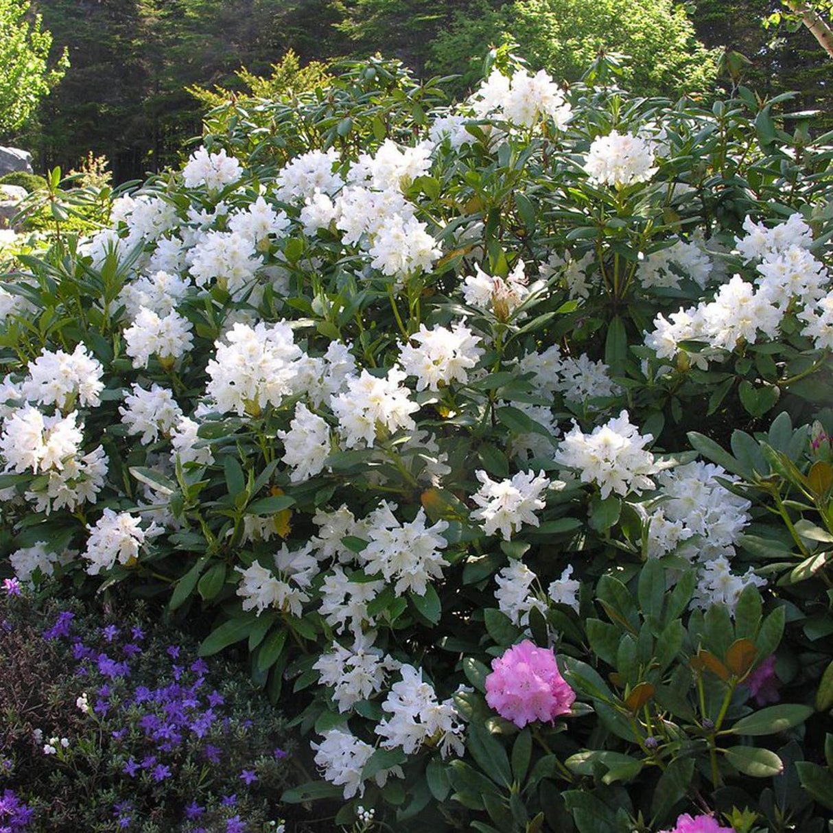 Azaleea japoneza (Rhododendron) Cunninghams White, cu flori albe