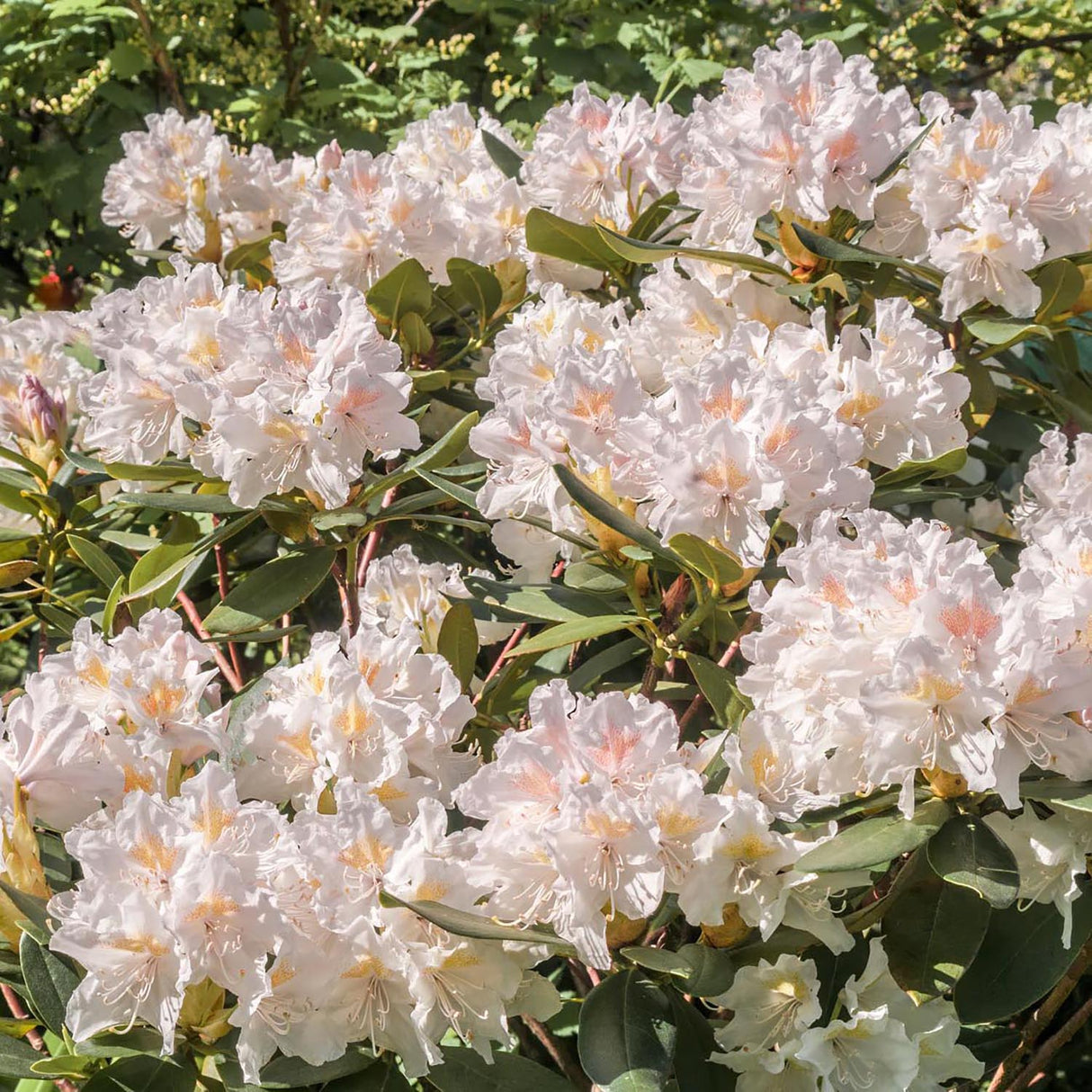 Azaleea japoneza (Rhododendron) Cunninghams White, cu flori albe