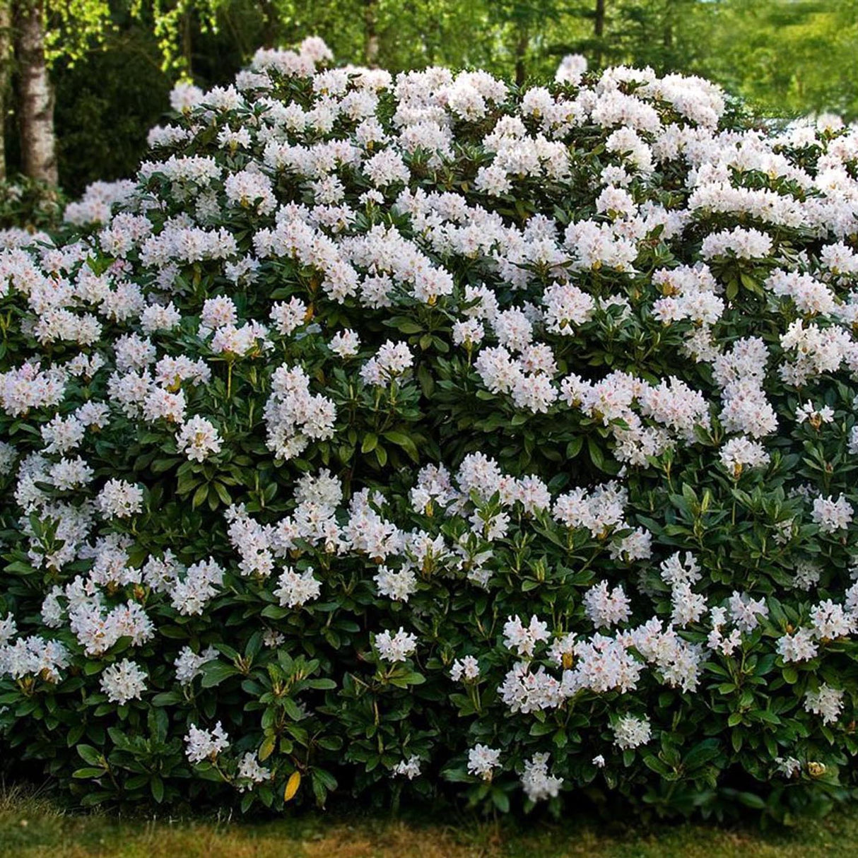 Azaleea japoneza (Rhododendron) Cunninghams White, cu flori albe