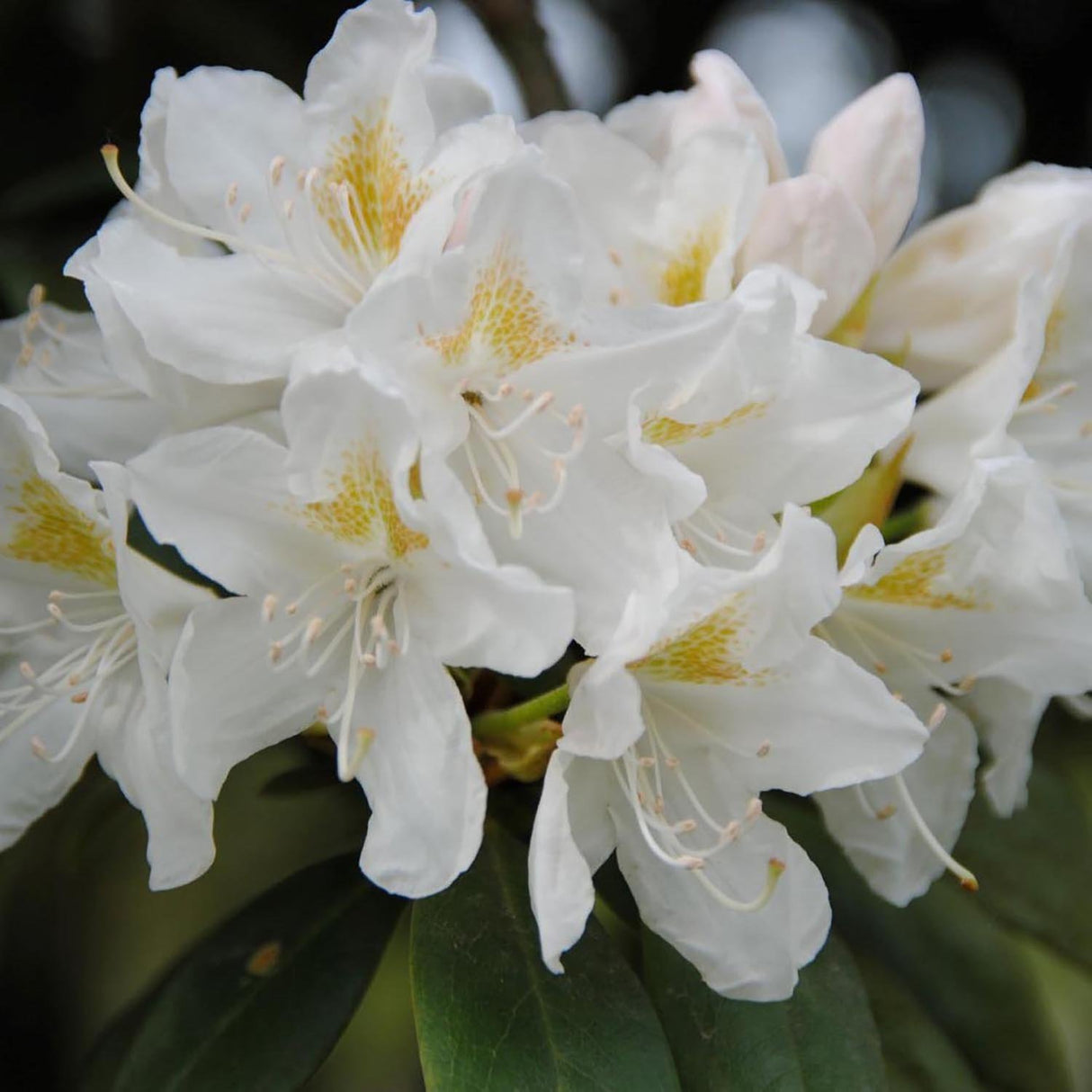 Azaleea japoneza (Rhododendron) Cunninghams White, cu flori albe
