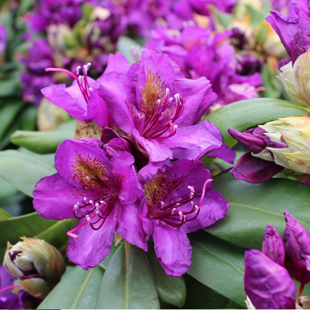 Azaleea japoneza (Rhododendron) Marcel Menard, cu flori purpurii-intunecate