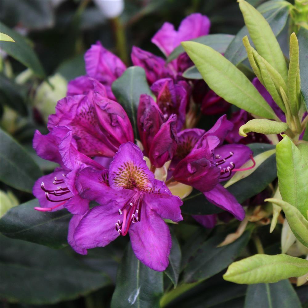 Azaleea japoneza (Rhododendron) Marcel Menard, cu flori purpurii-intunecate