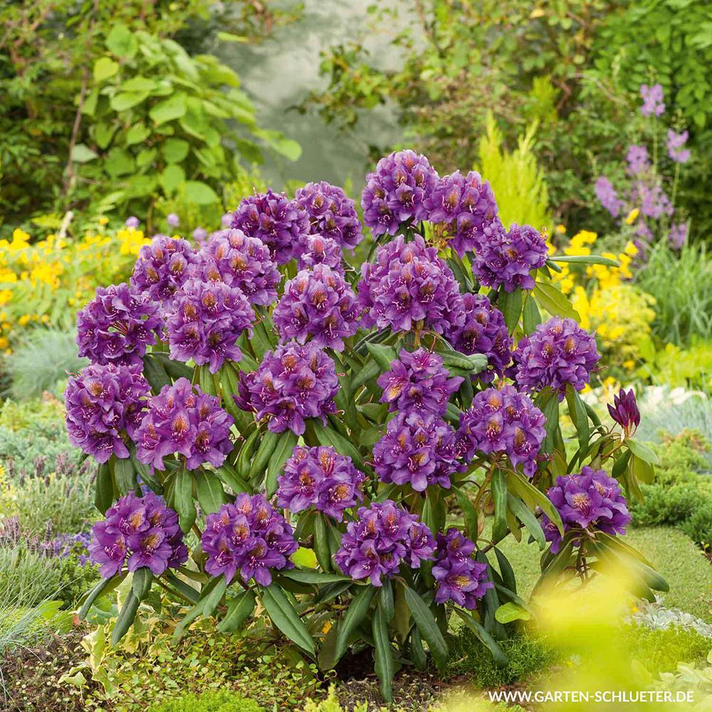 Azaleea japoneza (Rhododendron) Marcel Menard, cu flori purpurii-intunecate