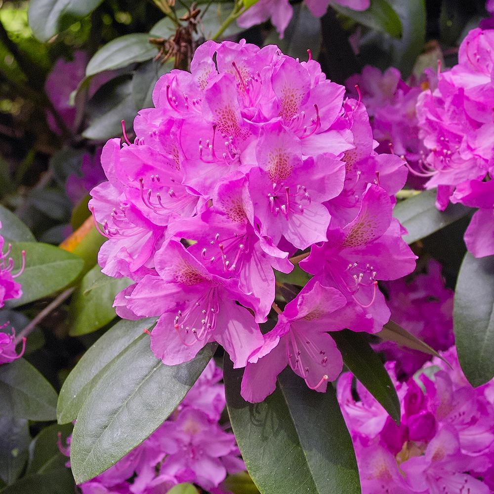 Azaleea japoneza (Rhododendron) Roseum Elegans, cu flori roz-lila