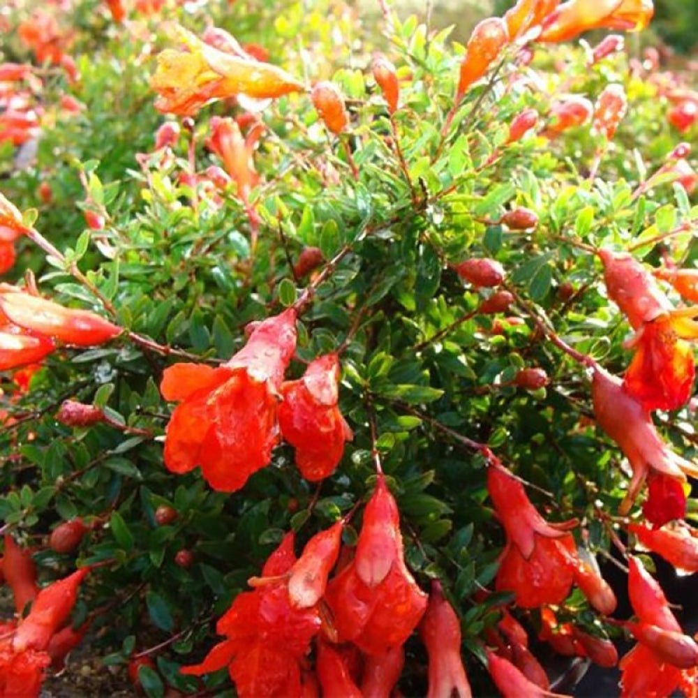 Rodiu Tip Copac (Punica Granatum), cu flori rosii