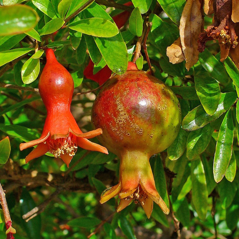 Rodiu Tip Copac (Punica Granatum), cu flori rosii