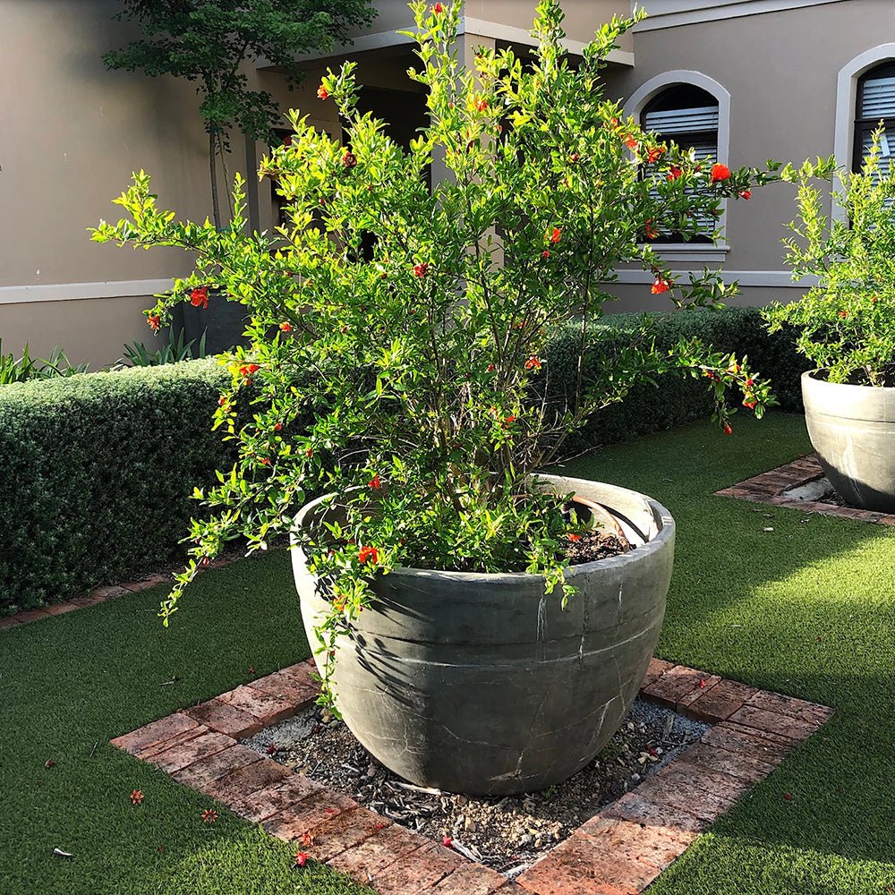 Rodiu Tip Copac (Punica Granatum), cu flori rosii