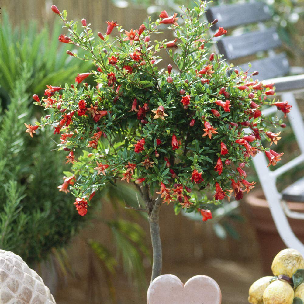 Rodiu Tip Copac (Punica Granatum), cu flori rosii