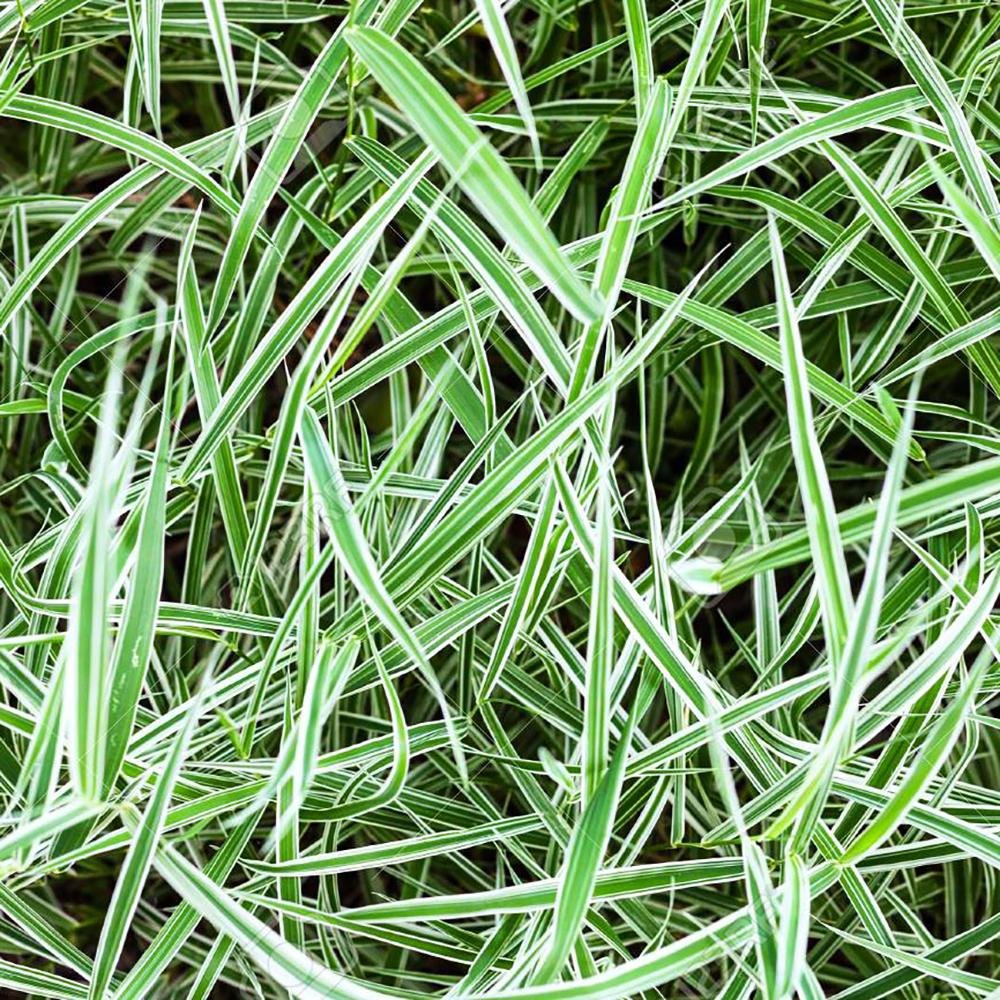 Iarba Ornamentala Rogoz