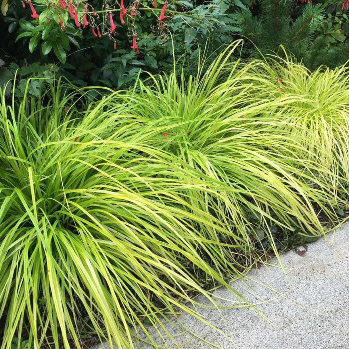 Iarba Ornamentala Carex Rogoz Everillo, verde-lamaie