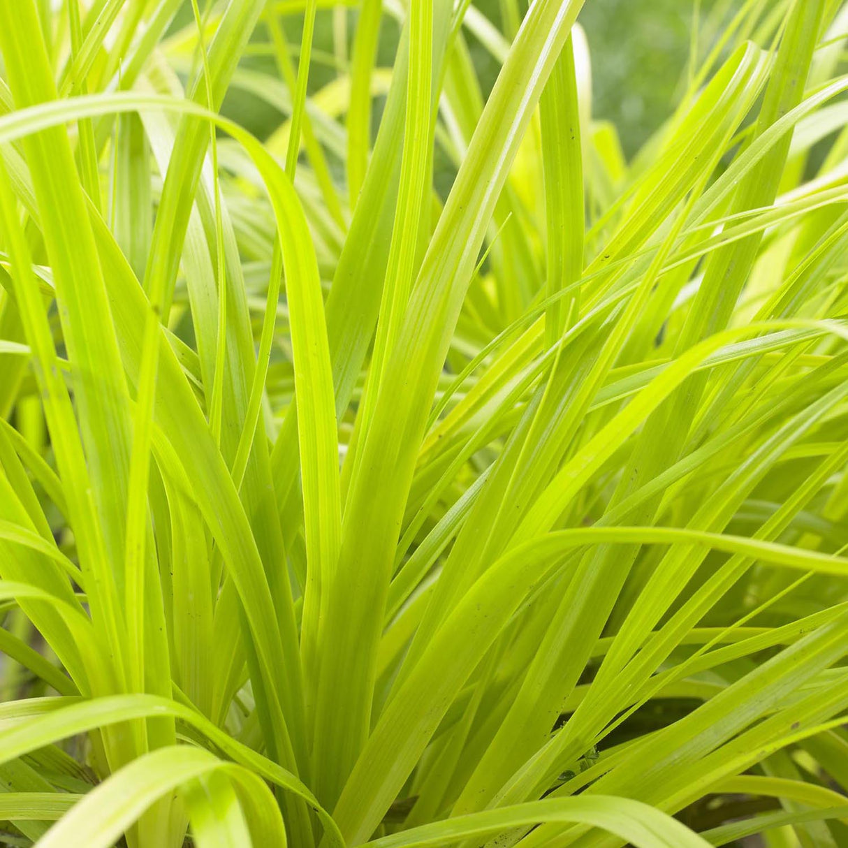 Iarba Ornamentala Carex Rogoz Everillo, verde-lamaie