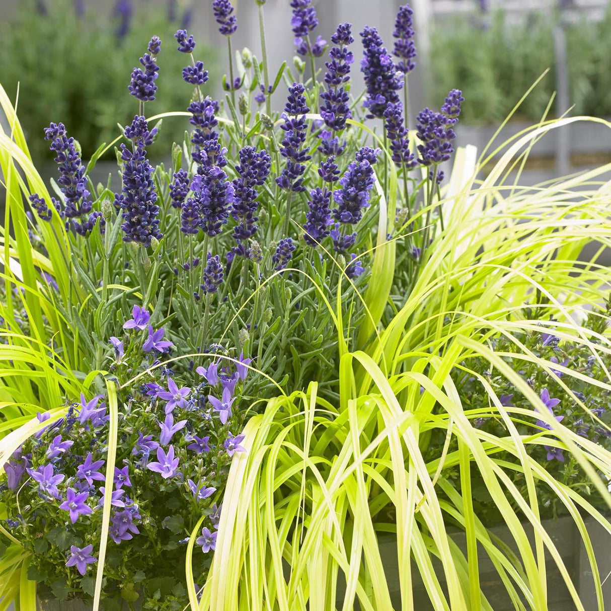 Iarba Ornamentala Carex Rogoz Everillo, verde-lamaie