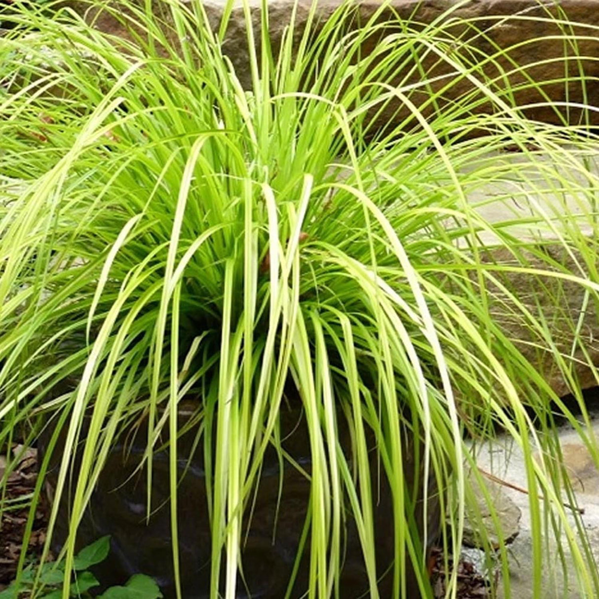 Iarba Ornamentala Carex Rogoz Everillo, verde-lamaie