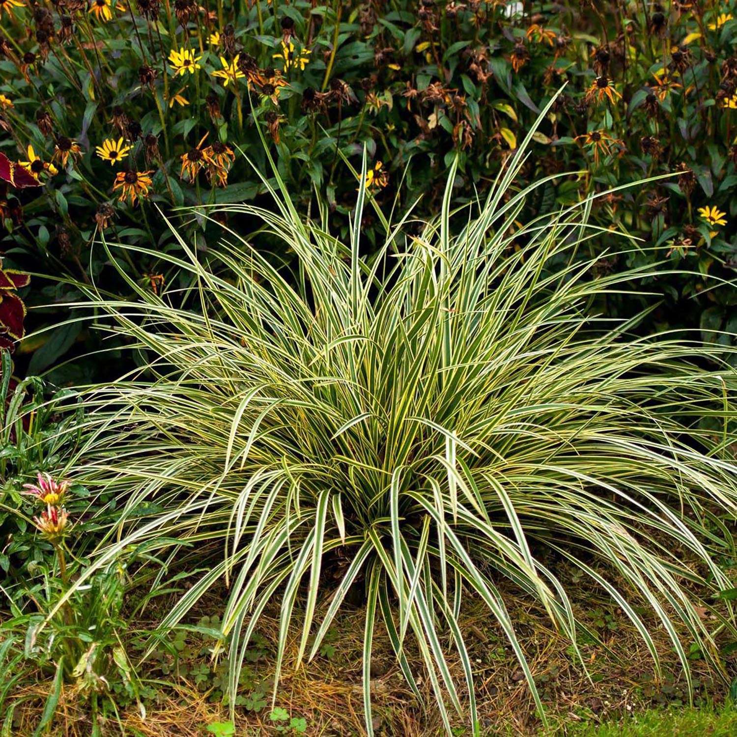 Iarba Ornamentala Carex Rogoz Goldband
