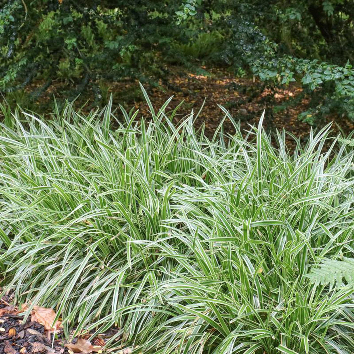 Iarba Ornamentala Carex Rogoz Ice Dance, verde-alb