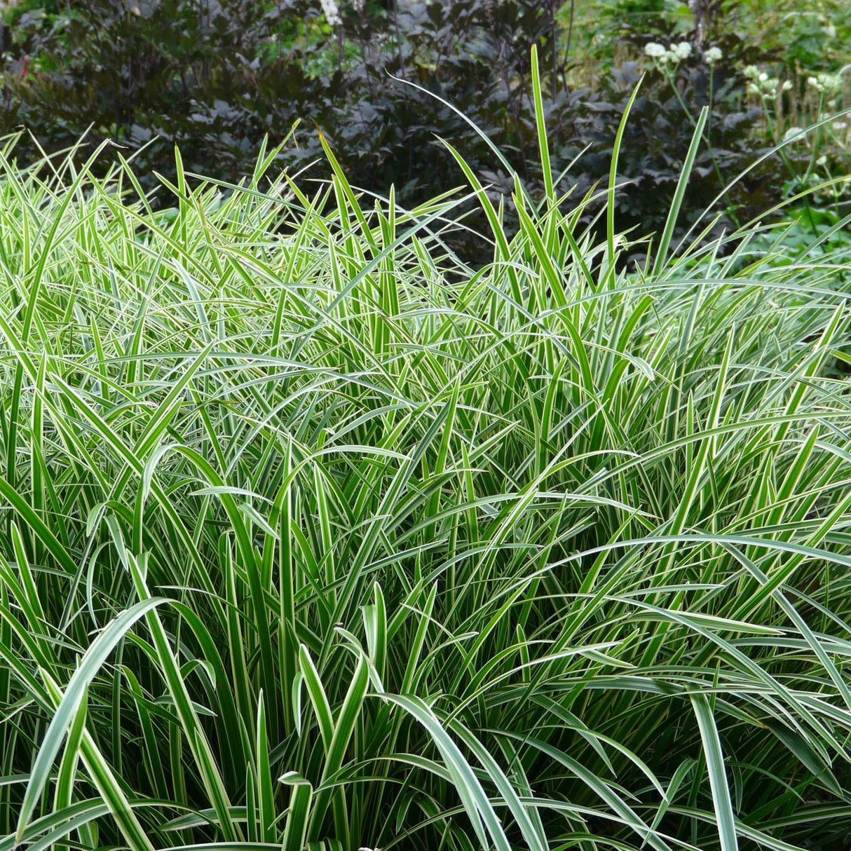 Iarba Ornamentala Carex Rogoz Ice Dance, verde-alb
