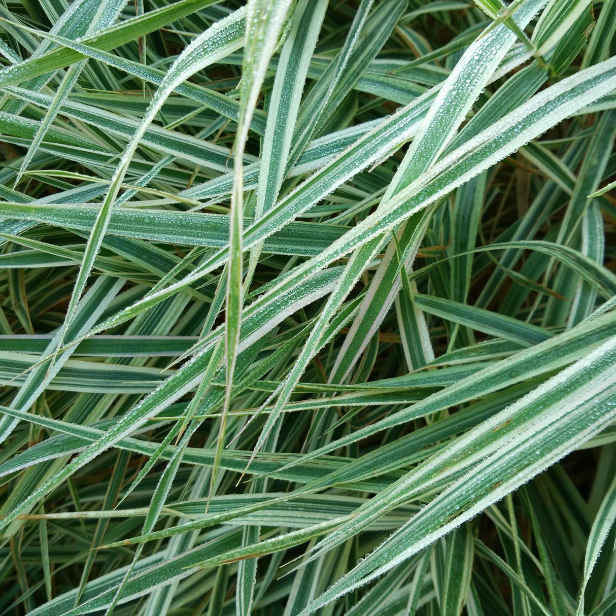 Iarba Ornamentala Carex Rogoz Ice Dance, verde-alb