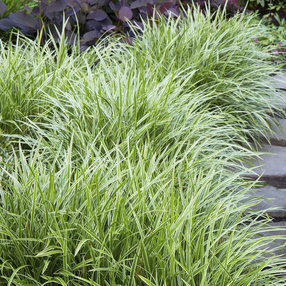 Iarba Ornamentala Carex Rogoz Ice Dance, verde-alb