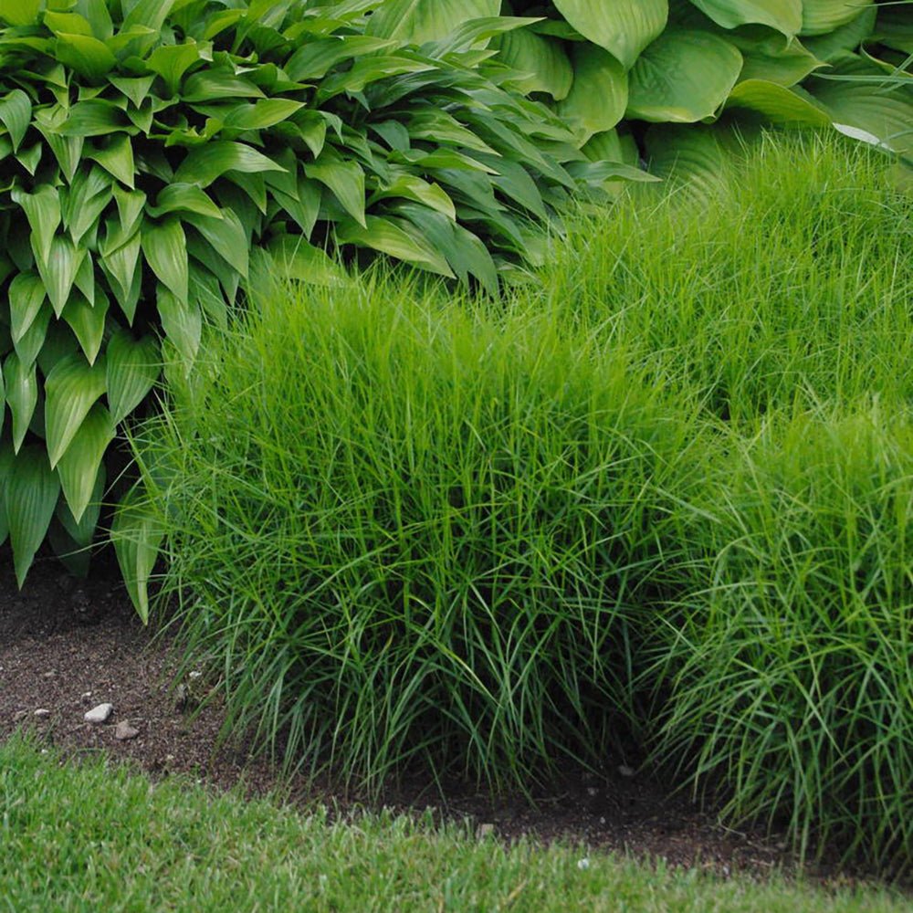 Iarba Ornamentala Rogoz Little Midge