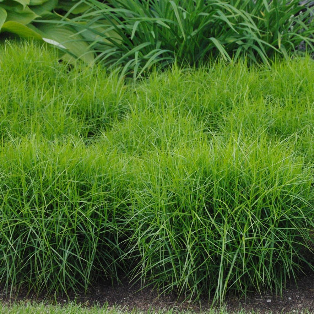 Iarba Ornamentala Rogoz Little Midge