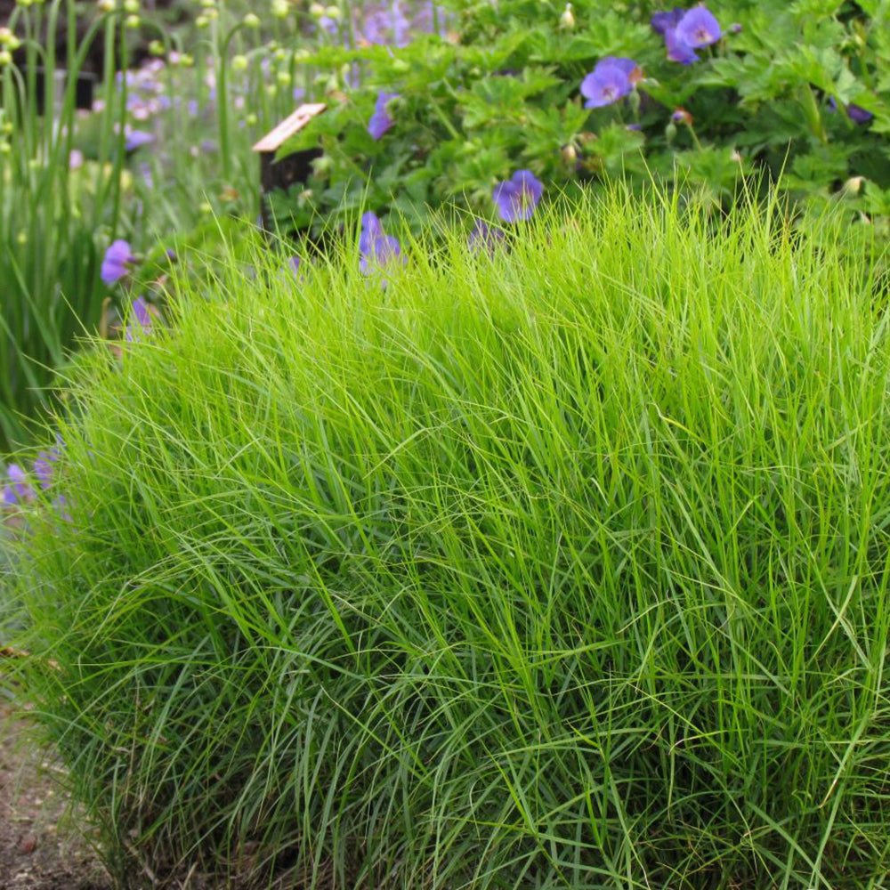 Iarba Ornamentala Rogoz Little Midge