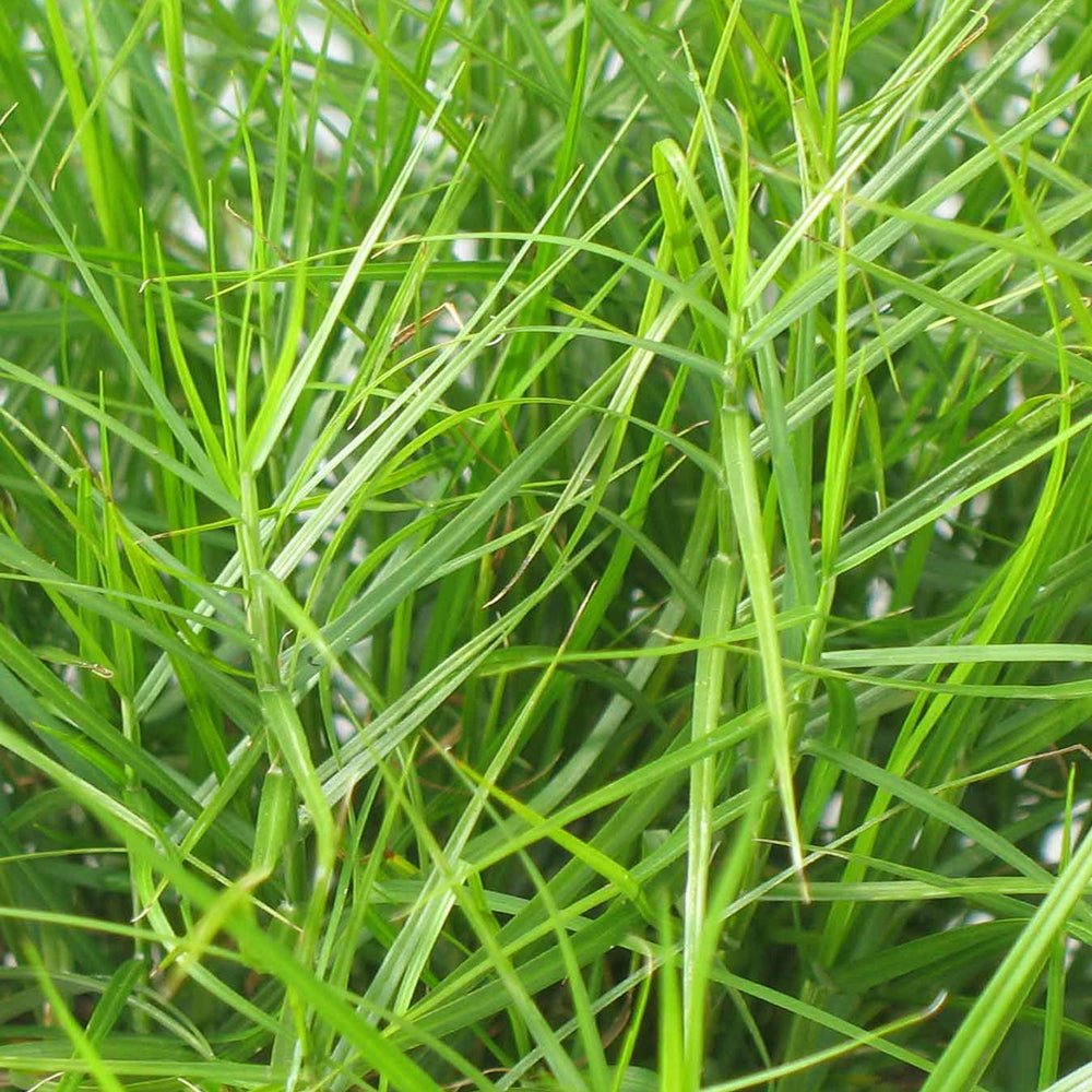 Iarba Ornamentala Rogoz Little Midge