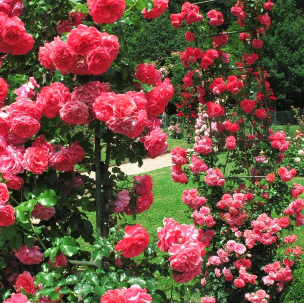 Trandafir Catarator roz-intens Rosarium Uetersen, parfum intens