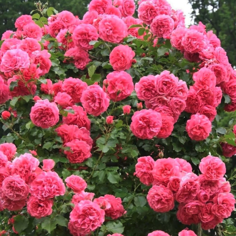 Trandafir Catarator roz-intens Rosarium Uetersen, parfum intens