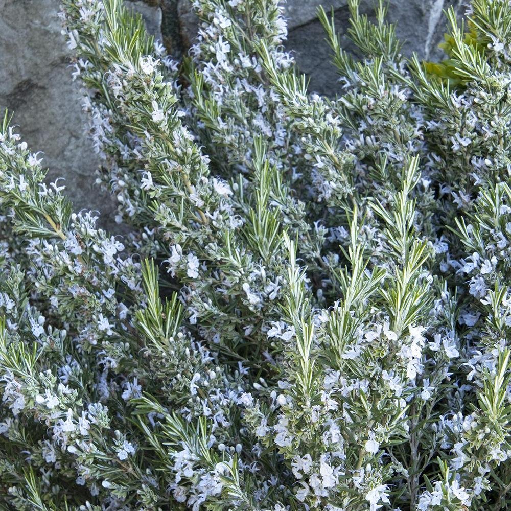 Rozmarin Capri in ghiveci - Parfum Intens