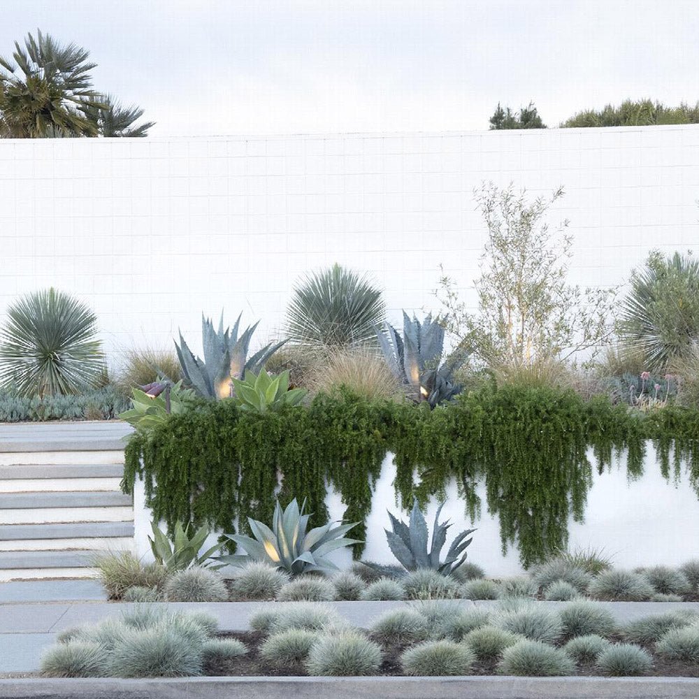 Rozmarin Prostatus Curgator in ghiveci - Parfum Intens