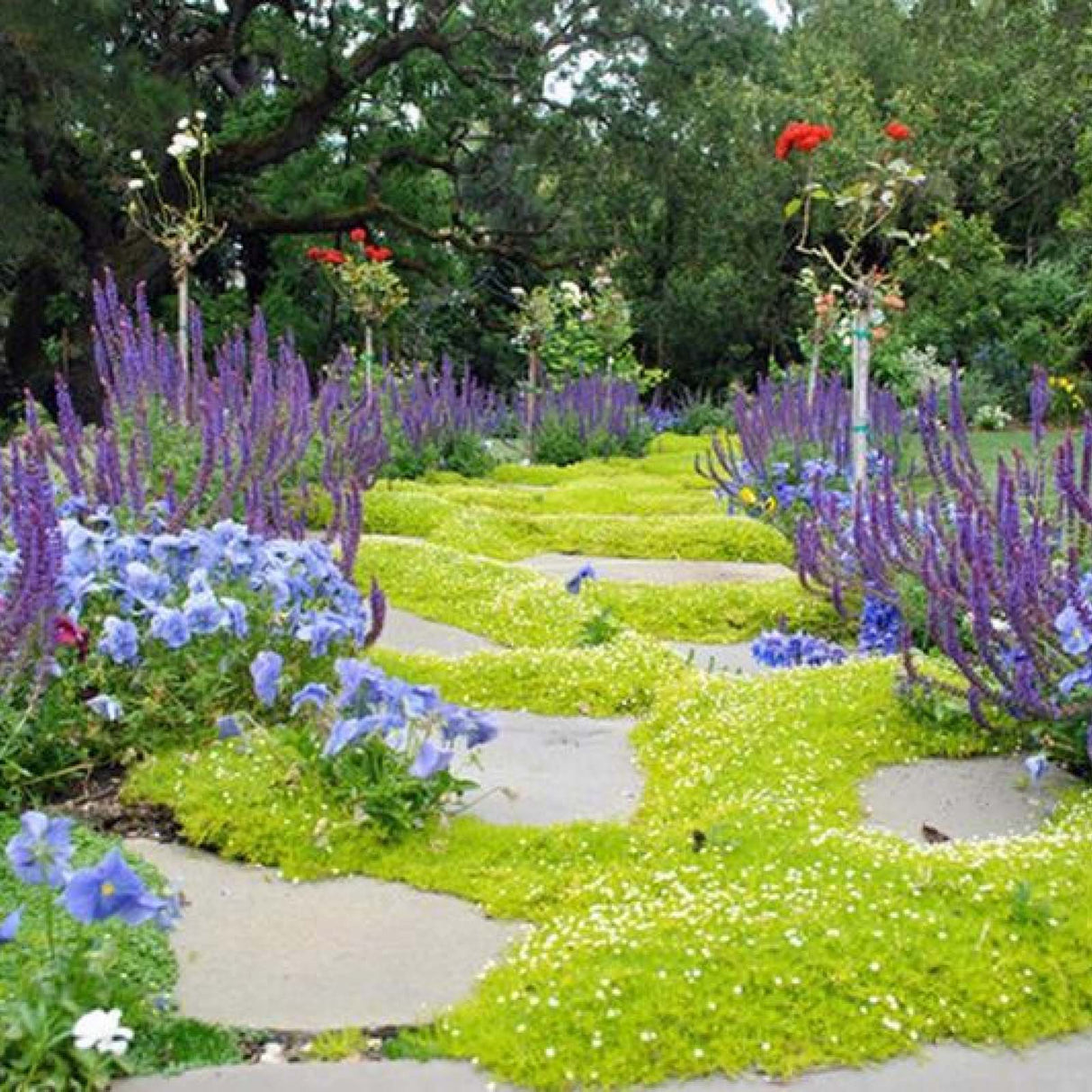 Muschi de Piatra Scotian Sagina Subulata Aurie