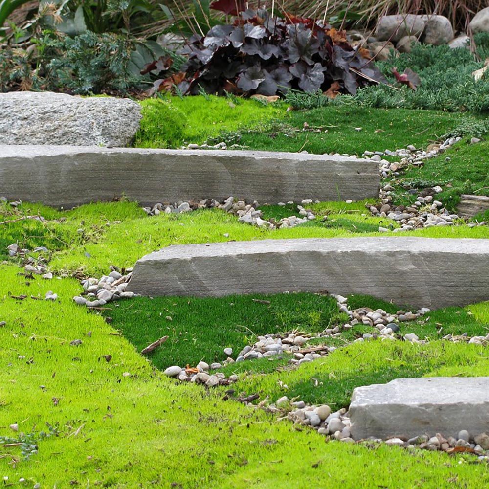 Muschi de Piatra Scotian Sagina Subulata Aurie