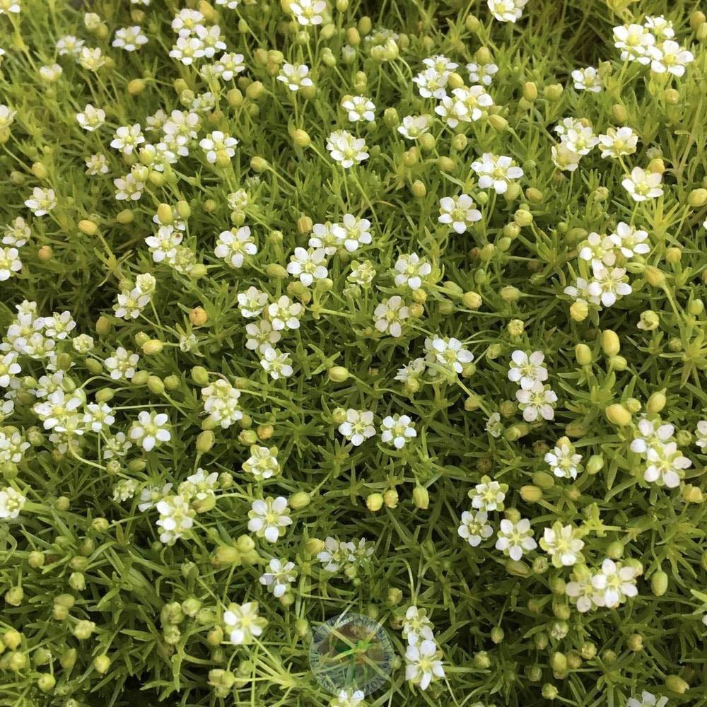 Muschi de Piatra Scotian Sagina Subulata Aurie