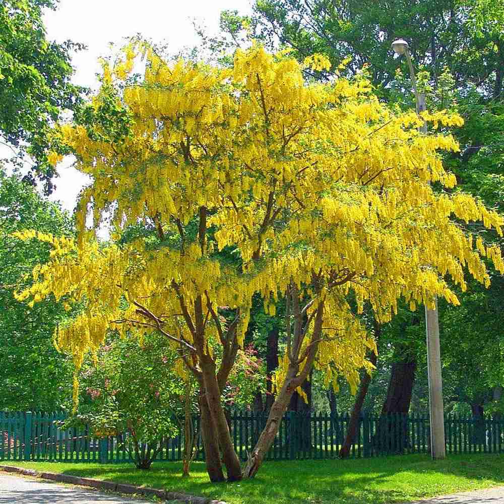 Salcam galben plangator (Laburnum anagyroides), cu flori galbene