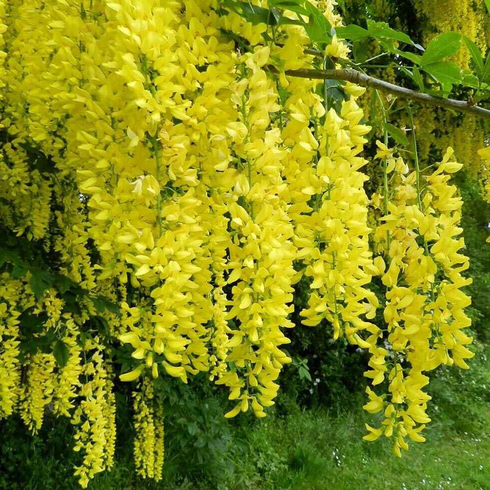Salcam galben plangator (Laburnum anagyroides), cu flori galbene