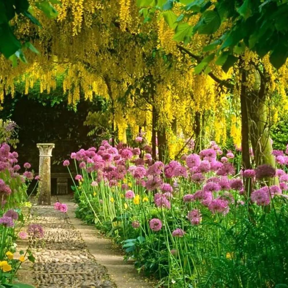 Salcam galben plangator (Laburnum anagyroides), cu flori galbene