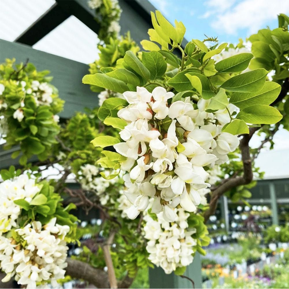 Salcam Plangator Twisty Baby, cu flori albe