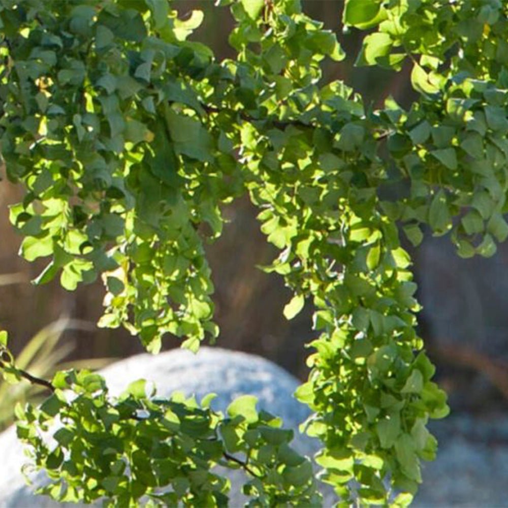 Salcam Plangator Twisty Baby, cu flori albe