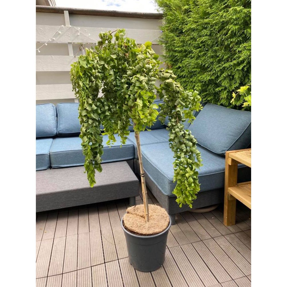 Salcam Plangator Twisty Baby, cu flori albe