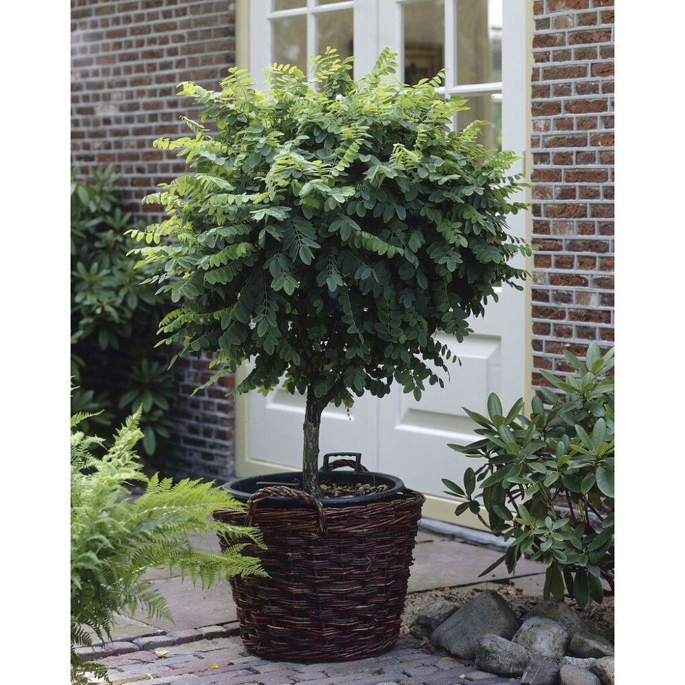 Salcam Plangator Twisty Baby, cu flori albe