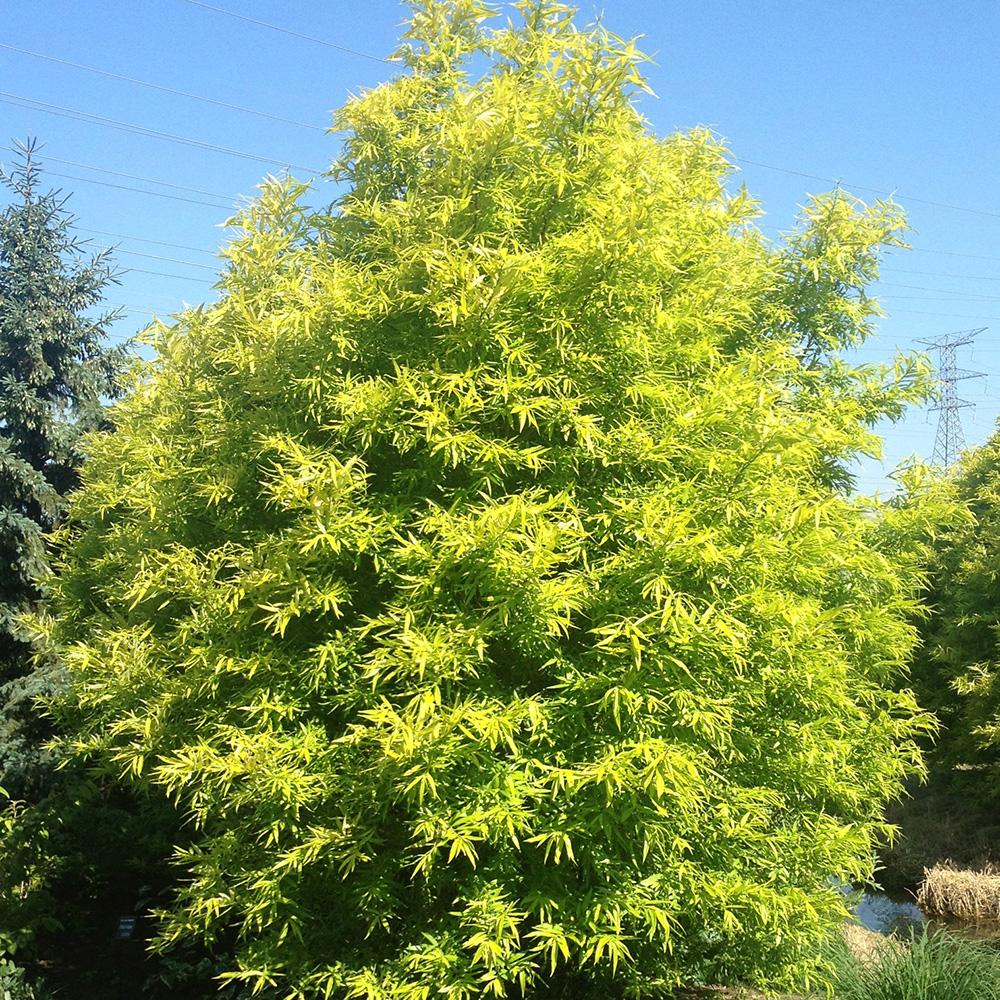 Salcie Golden Sunshine