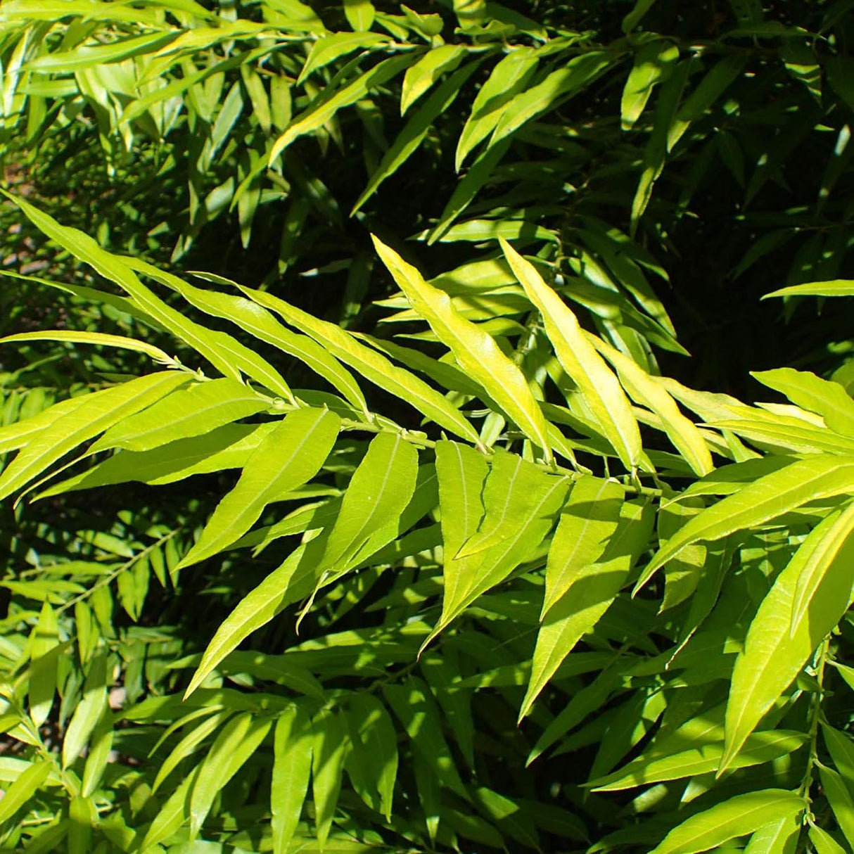 Salcie Golden Sunshine