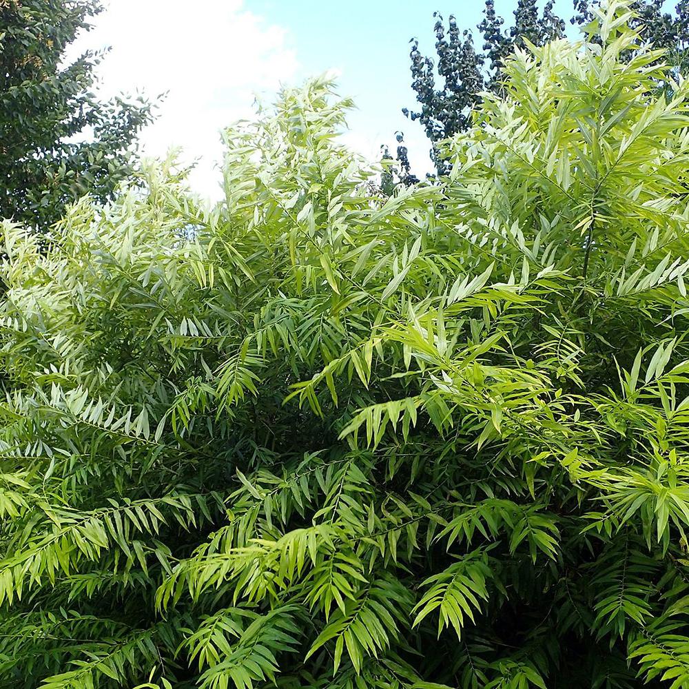 Salcie Golden Sunshine