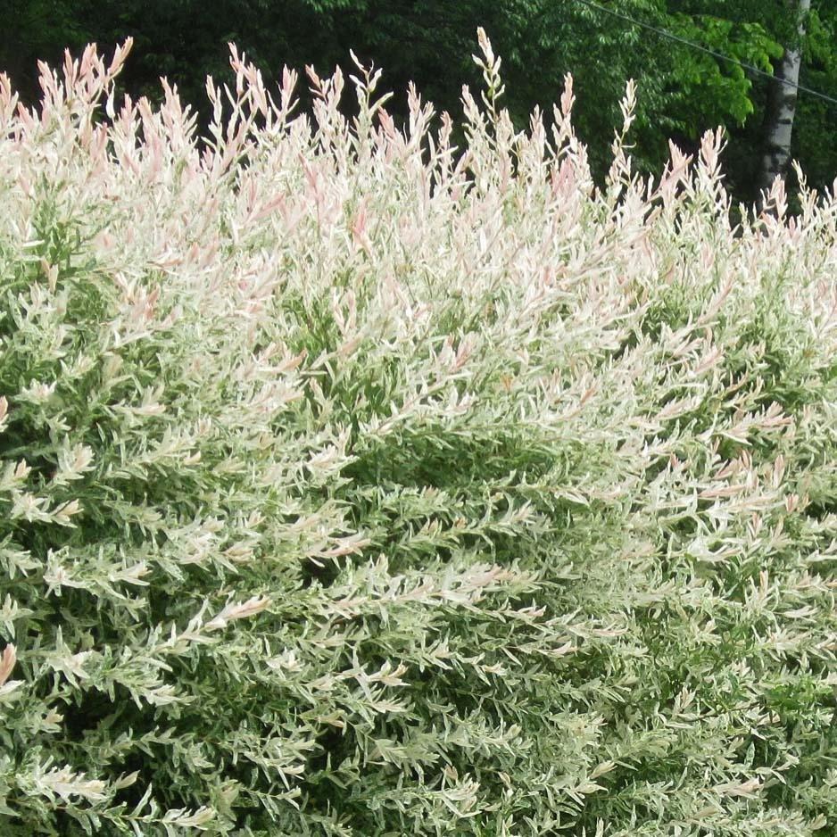 Salcie Japoneza Tricolora 'Flamingo' cu frunze roz, tip Hakuro Nishiki