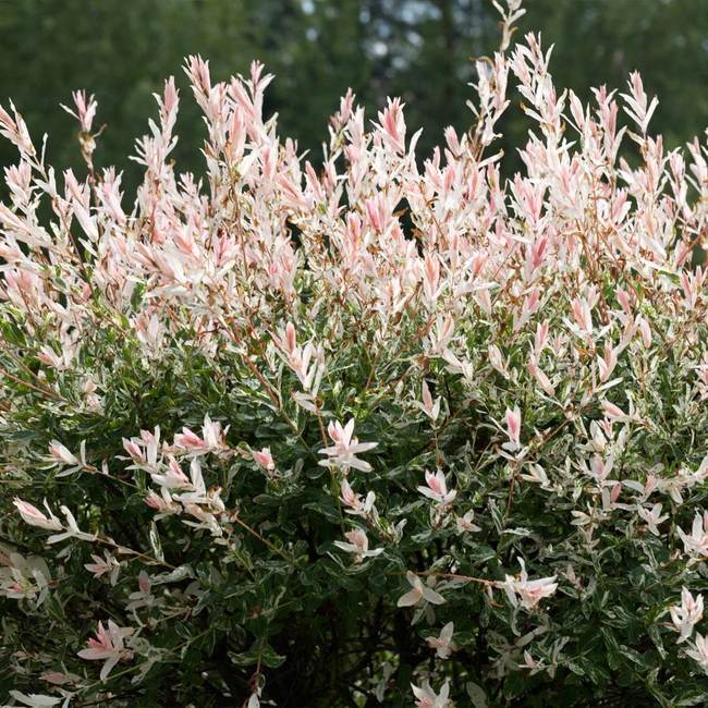 Salcie Japoneza Tricolora 'Flamingo' cu frunze roz, tip Hakuro Nishiki